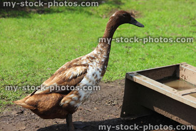 Stock image of Indian runner duck with brown and white feathers on farm