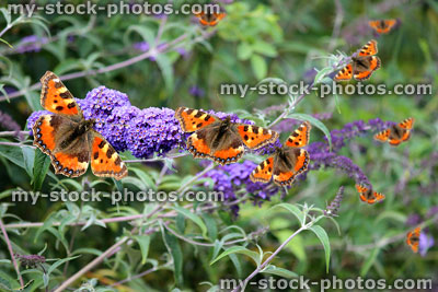 Stock image of tortoiseshell butterflies on purple buddleia flowers (Buddleja davidii), butterfly bush