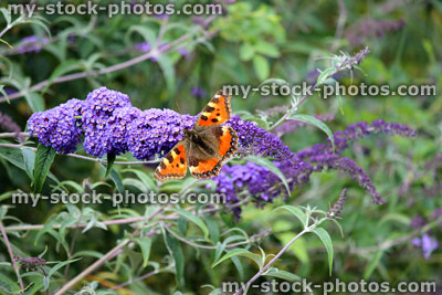 Stock image of tortoiseshell butterfly on purple buddleia flowers (Buddleja davidii), butterfly bush