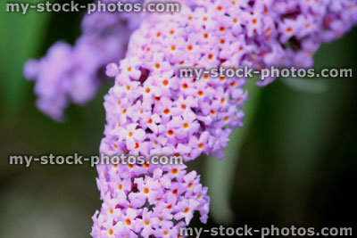 Stock image of wild purple buddleia flowers (Buddleja davidii), butterfly bush