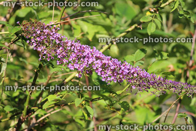 Stock image of wild purple buddleia flowers (Buddleja davidii), butterfly bush