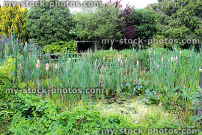 Stock image of bulrushes, bulrush seeds, garden lily pond