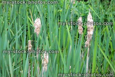 Stock image of bulrushes, bulrush seeds in garden pond