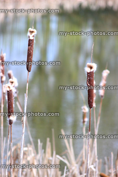 Stock image of bullrush seeds growing in marsh by woodland pond