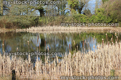 Stock image of woodland pond with reeds, bullrushes, marginal plants, trees