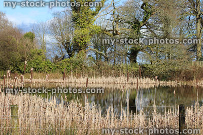 Stock image of natural wildlife pond with bullrushes, reeds and grasses