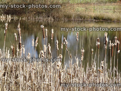 Stock image of bullrush seeds, growing in wildlife pond, purifying water