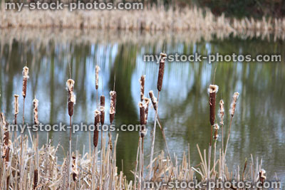 Stock image of bullrushes with seed heads growing by pond / rushes