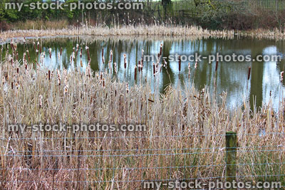 Stock image of reeds and bullrushes growing in bog garden by pond