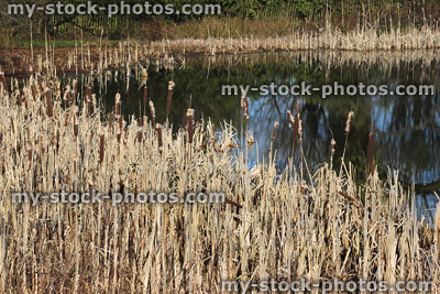Stock image of dried reeds / bullrushes in marsh by winter pond