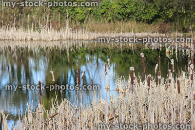 Stock image of dried up reeds and bullrushes growing in pond water