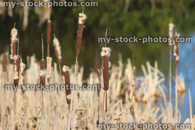 Stock image of dried bullrush seed heads / reeds in pond marginals