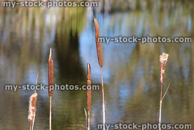Stock image of brown seed heads on bullrush reeds in winter