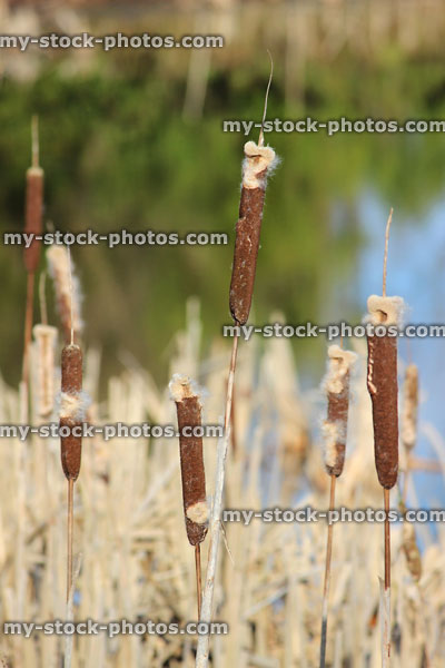 Stock image of bullrushes with fluffy seeds, tall reeds in pond