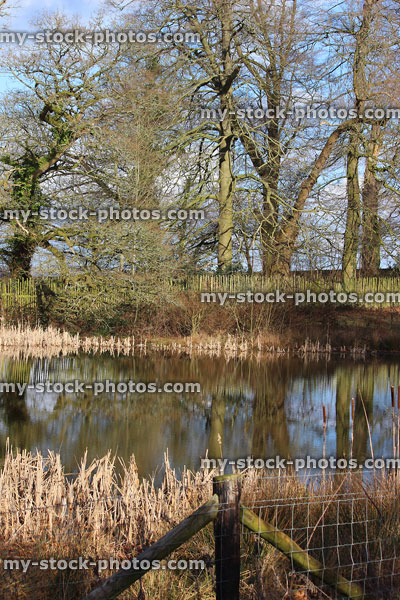 Stock image of wild pond with reeds, bullrushes, oak trees, fence
