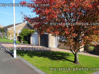 Stock image of amelanchier tree with autumn foliage by bungalows / houses