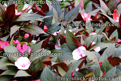 Stock image of purple leaf Impatiens (Busy Lizzie) (close up)