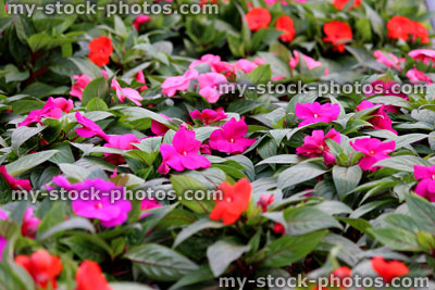 Stock image of flowers of Impatiens (Busy Lizzie)