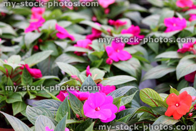 Stock image of flowers of Impatiens (Busy Lizzie)