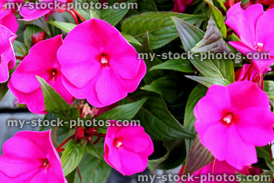 Stock image of bright pink busy lizzie flowers (Impatiens hawkeri) / plant
