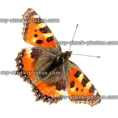 Stock image of small tortoiseshell butterfly, isolated on white background