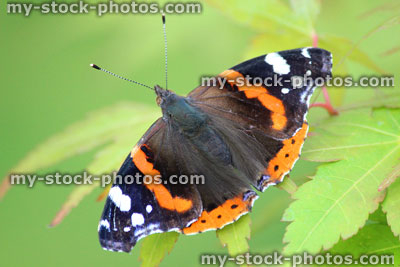 Stock image of Red Admiral butterfly (Vanessa atalanta), green maple leaves