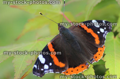Stock image of Red Admiral butterfly (Vanessa atalanta), green maple leaves