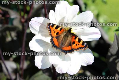 Stock image of small tortoiseshell butterfly (Aglais urticae), white dahlia flower