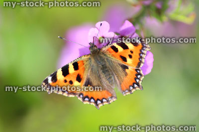 Stock image of tortoiseshell butterfly (Aglais urticae), feeding on flower nectar