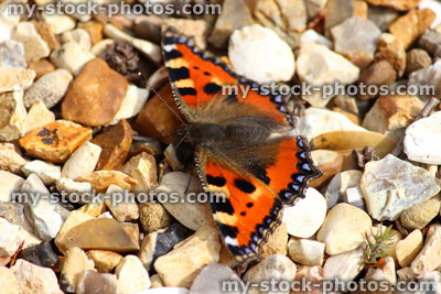 Stock image of tortoiseshell butterfly (Aglais urticae), sunbathing, resting on gravel