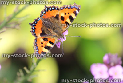 Stock image of tortoiseshell butterfly (Aglais urticae), feeding on flower nectar