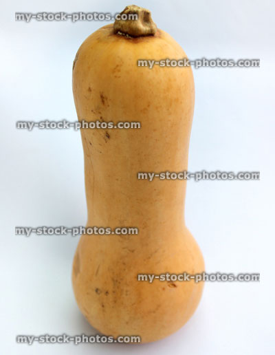 Stock image of butternut squash, gourd vegetable isolated on white