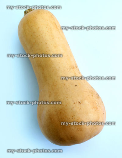 Stock image of butternut squash, gourd vegetable isolated on white