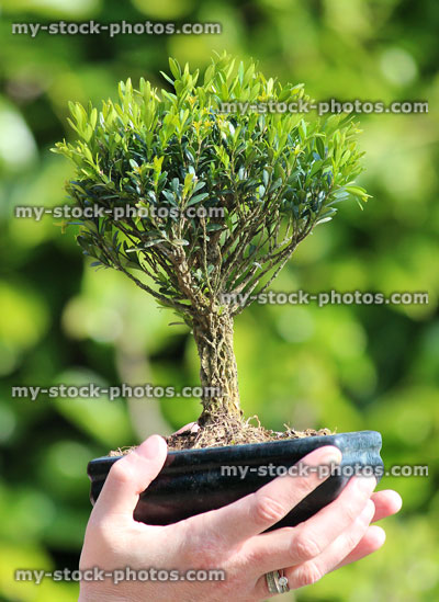 Stock image of small buxus bonsai tree being held in hands
