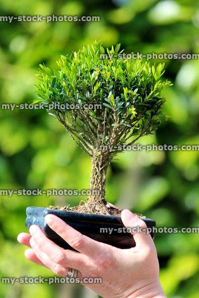 Stock image of shohin / small buxus bonsai tree, held in hand