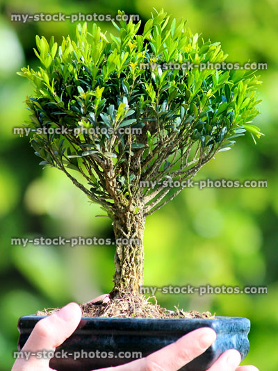 Stock image of tiny bonsai tree in pot, held in hand