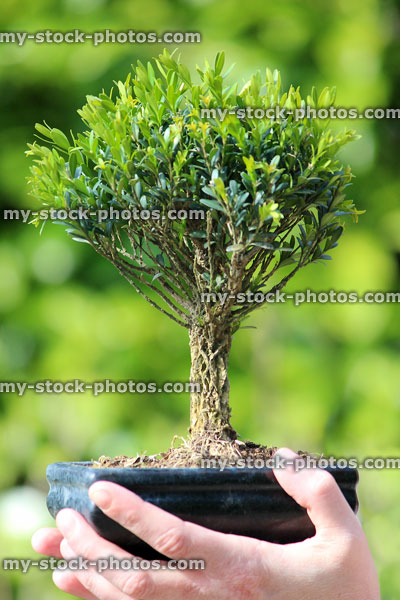 Stock image of small shohin bonsai tree held up in hands