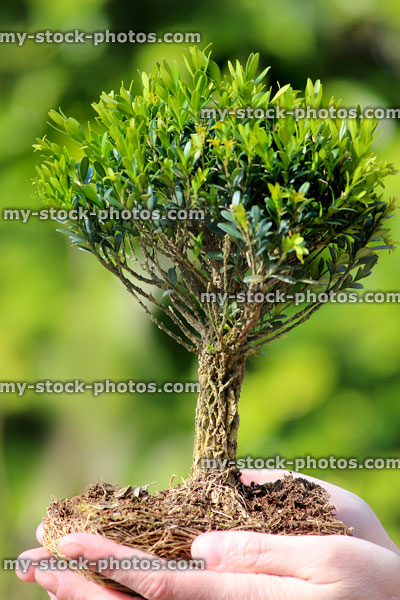 Stock image of small bonsai tree / roots, held in palm hand