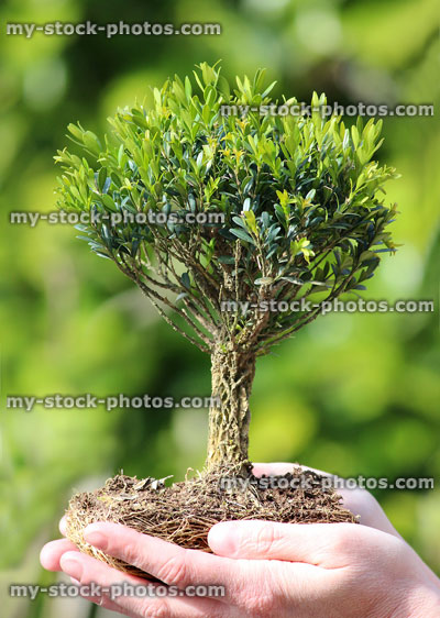 Stock image of small bonsai tree, roots held in cupped hands