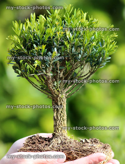 Stock image of small buxus bonsai without pot, held in hands
