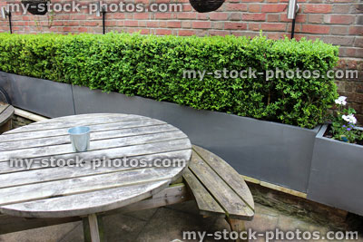 Stock image of round wooden picnic table and buxus hedge / hedging