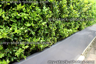 Stock image of box / boxwood hedge (buxus sempervirens hedging)