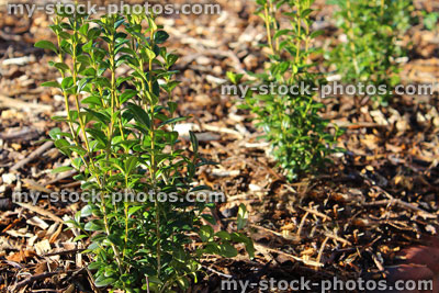 Stock image of young box hedging plants spaced out, planted buxus sempervirens hedge