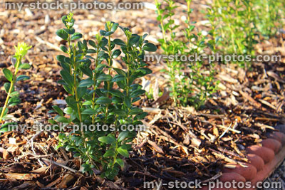 Stock image of young box hedging plants spaced out, planted buxus sempervirens hedge
