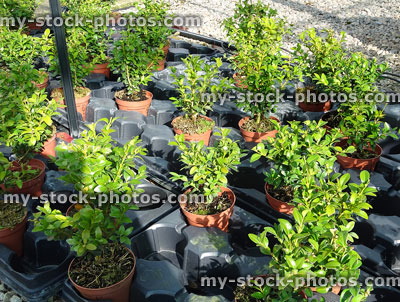 Stock image of box hedging plants in flowerpots (boxwood / buxus sempervirens)