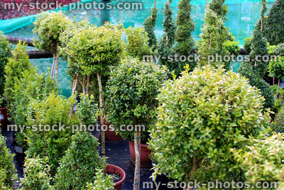 Stock image of clipped buxus sempervirens topiary plants