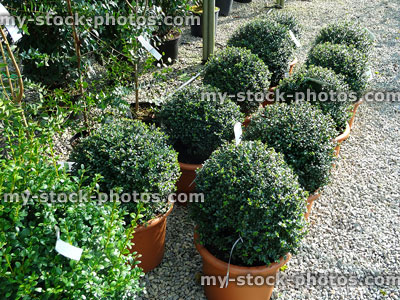 Stock image of clipped topiary box balls in flowerpots (boxwood / buxus sempervirens)