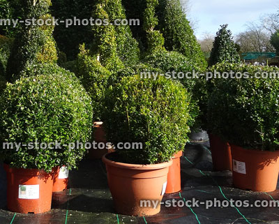 Stock image of clipped topiary box balls / spirals, garden centre (boxwood / buxus sempervirens)