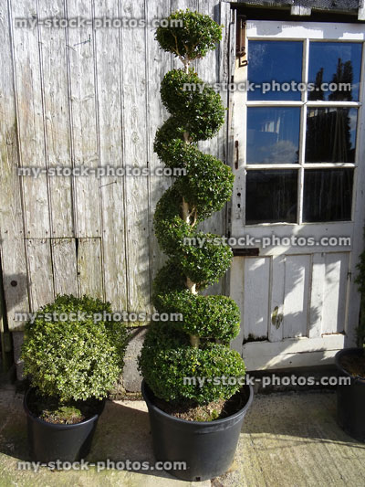 Stock image of specimen box / buxus topiary spiral plant, boxwood ball