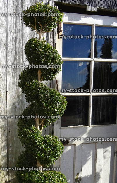 Stock image of specimen box / buxus topiary spiral by front door